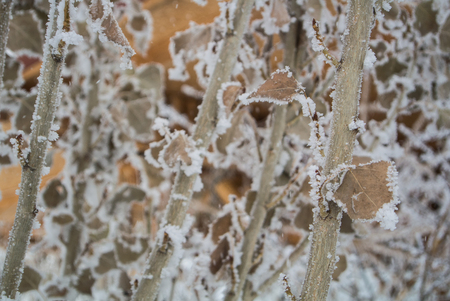 A pattern of dry leaves and branches covered with snow and frost, Armenia, Caucasus mountains.の写真素材