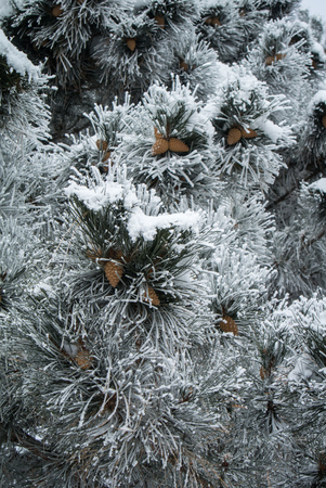 Blue pine branches with cones covered with frost.の写真素材