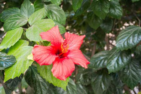 A background with red flower of hibiscus on a green bush on spring day at Almeria, Andalusia, Spain.の写真素材