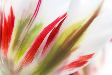 Close-up of fresh lush white transparent tulip petals with red and light green details and streaks, a blurred floral background with details.の写真素材