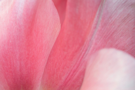 Close-up of pink tulip petals, a blurred floral background with details.の写真素材