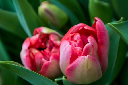Close-up of pink tulip flowers and dark green leaves, a blurred floral background with details.の写真素材