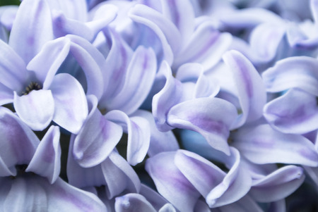Close-up of light blue hyacinth petals, a blurred floral background with details.の写真素材