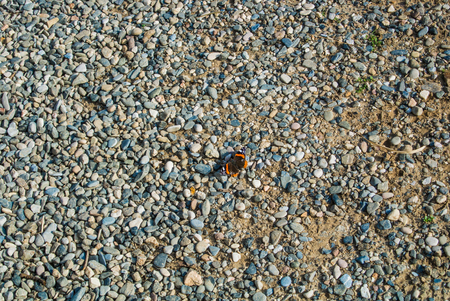 A background with a butterfly sitting it a footpath covered with small stones.の写真素材