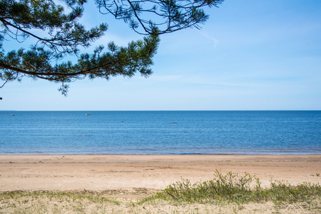 A quiet background of Baltic sea coast, pine branch and a sand shore on summer sunny day near St. Petersburg, Russia.の写真素材