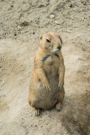 BUDAPEST, HUNGARY - JULY 26, 2016: Standing prairie dog at Budapest Zoo and Botanical Garden, Hungary.のeditorial素材