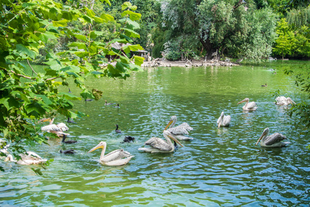 BUDAPEST, HUNGARY - JULY 26, 2016: A pond with pelicans and other species of water birds at Budapest Zoo and Botanical Garden, Hungary.のeditorial素材