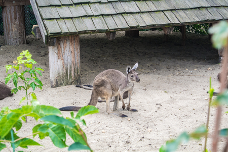 BUDAPEST, HUNGARY - JULY 26, 2016: A group of western gray kangaroos at Budapest Zoo and Botanical Garden, Hungary.のeditorial素材
