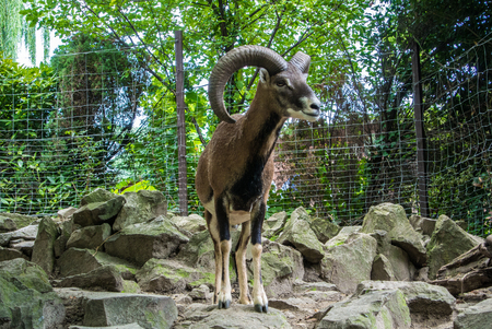 BUDAPEST, HUNGARY - JULY 26, 2016: Argali, a mountain goat with big horns at Budapest Zoo and Botanical Garden, Hungary.のeditorial素材