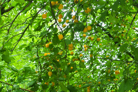 Fresh yellow plums on the branch at the orchard before the harvest, Hungary.の写真素材