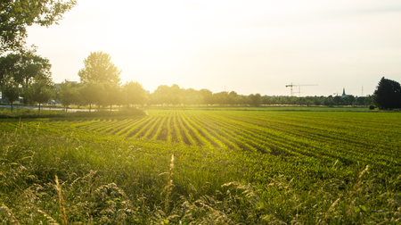 Corn field and a sunset, a view from an apple tree near the road, Walldorf, Germany.の写真素材