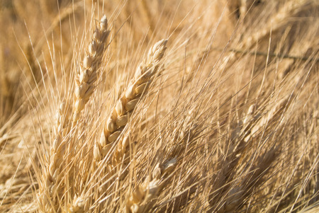 Background of close-up macro golden wheat ears, warm sunshine light above the field, Russia.