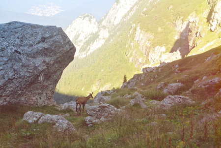 A black wild goat on the top of the mountain in the evening sunlight at natural park Bucegi, Carpathians, Romania.の写真素材