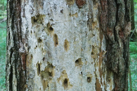 A close up of a pine trunk, eaten by bark beetles, Moscow region, Russia.