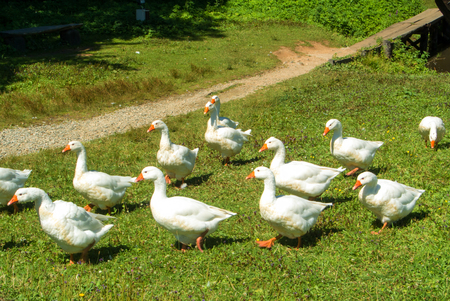 A group of bright white geese going over the green gras in the field on sunny summer day, Sibiu, Romania.の写真素材