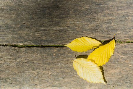 Three bright yellow autumn leaves on wooden texture, close'up background with copy space, abstract composition.の写真素材