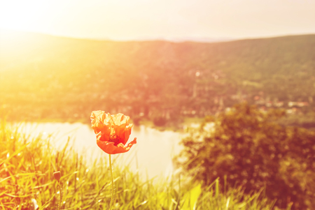 Flowering poppy in the green grass in evening yellow warm sun light with Danube river and mountains at the background, Visegrad, Hungary.の写真素材