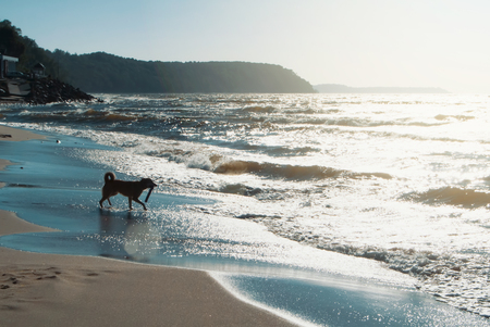 A dog with frisbee running on the sand dune at the beach in the evening sunlight on summer holiday vacation, sea ocean shore behind.の写真素材