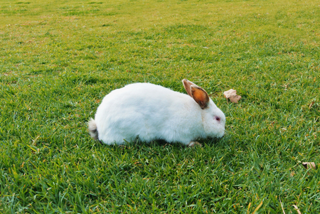 A big white rabbit with dark ears and red eyes walking eating sniffing green grass in the park on sunny day.の写真素材