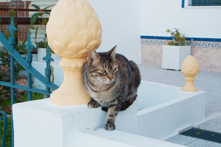 A brown cat sitting at the entrance to tipical mediterranean spanish house and watching around.の写真素材