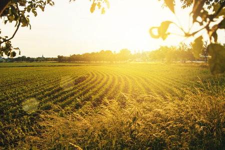 Beautiful corn field on sunny evening with apple garden and dry ellow grass at the ackground. Toned...