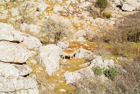An Iberian ibex, Spanish wild goat, standing greazing in the mountains sierra between the big stones in the warm evening sunlight, El Torcal natural park, Andalusia, Malaga province, Spain.の写真素材