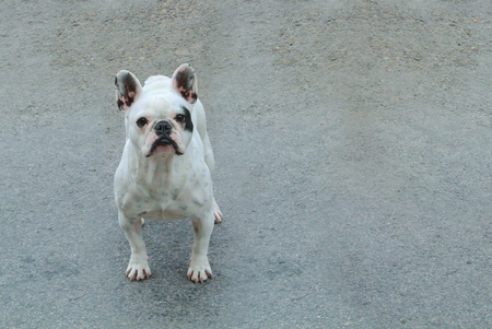Little white with black franch bulldog standing on the road street asphalt ground and looking forward. Concept of lost abandoned dog puppy. Copy space for text.の写真素材