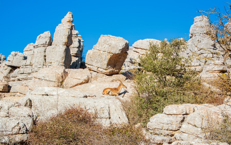 Panoramic aerial top view of mountains stones of El Torcal natural park, a lot of trees and a wild...