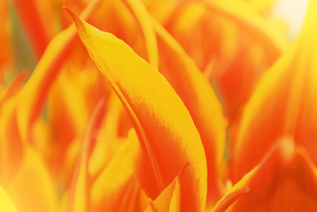 Close-up macro beautiful red orange yellow lush vibrant tulip petals, spring flowers on soft focus...