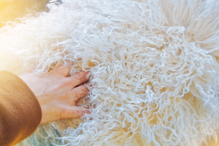 Girl's hand gently touching choosing white soft curly warm manufactured sheep lamb fur wool surface rug in a store in a warm sunlight, toned house interior background.の写真素材