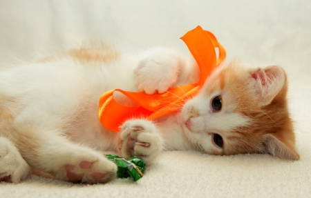 Kitten playing with bow lying with candyの写真素材