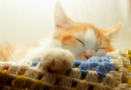 Kitten swung his foot and sleeping, focus on footの写真素材