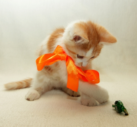 Kitten playing with a bow with candyの写真素材