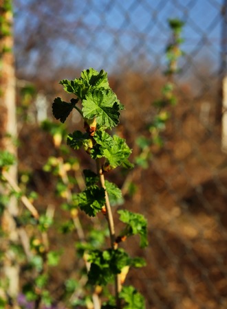 Young branch bush currant
の写真素材