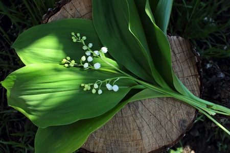 Lilies are on the stump
の写真素材