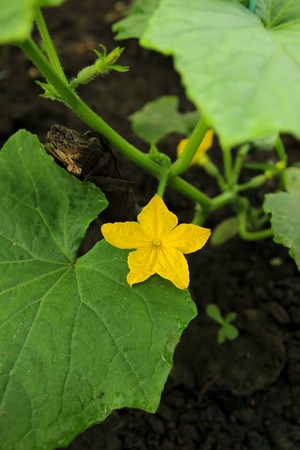 Flowering cucumber seedling
の写真素材