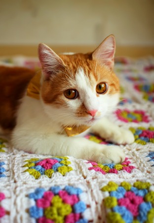Cat lying on a colorful plaid
の写真素材