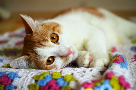 Cat lying in repose on the color plaid
