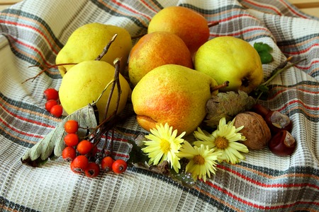 Autumn pears and berriesの写真素材