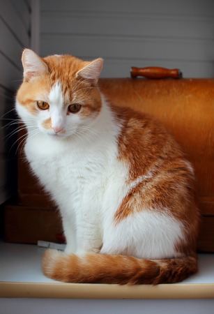 Cat sitting on a windowsill and misses