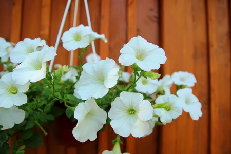 Pot white petunias hanging from the walls of the houseの写真素材