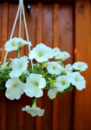 Pot white petunias hanging from the walls of the houseの写真素材
