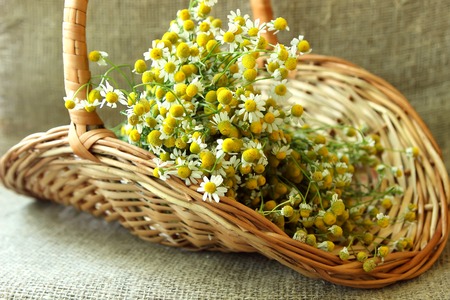 Pharmacy daisy with a basketの写真素材