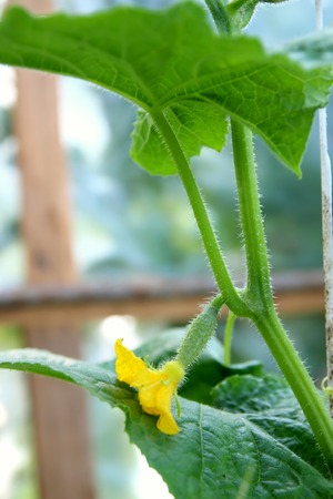 Young cucumbers growing on a bushの写真素材