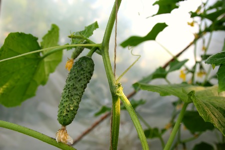 Young cucumbers growing on a bushの写真素材