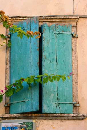 Old shutters covering the window, overgrown with climbing plants.の写真素材