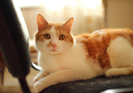 Domestic cat sitting on a chair.の写真素材