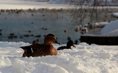 View of the ducks near the frozen pond in the park.
の写真素材