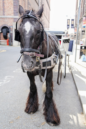 Photo taken during daytime in front of a Dublin St. Jamess Gate Breweryの写真素材