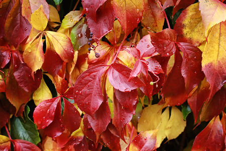 Leaves in autumn after rainの写真素材